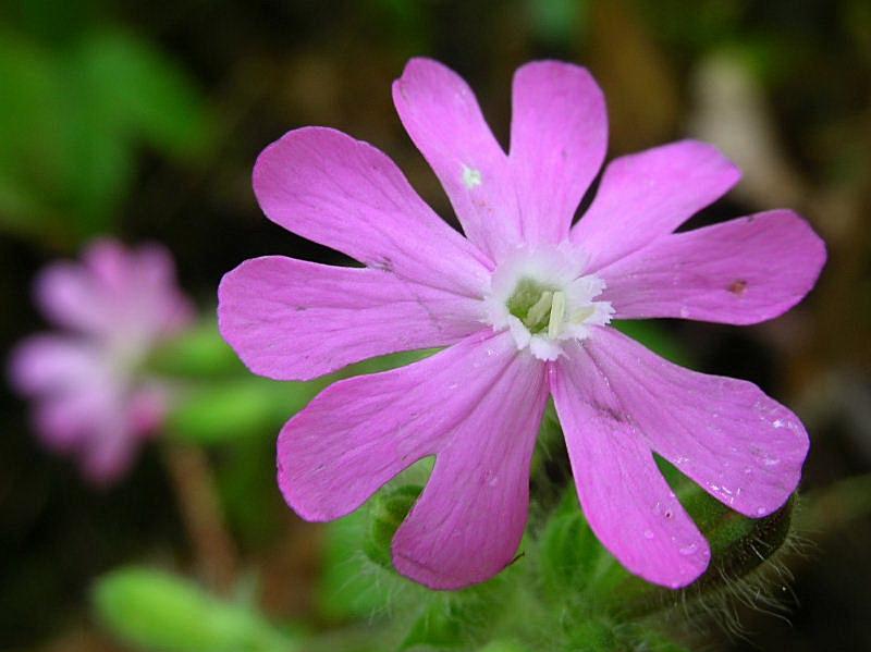 Silene dioica / Silene dioica